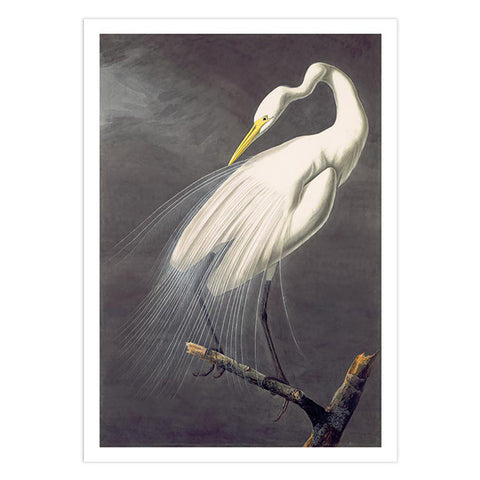 John James Audubon Great Egret Postcard
