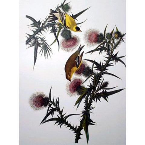 American Goldfinch Princeton Print - New-York Historical Society Museum Store