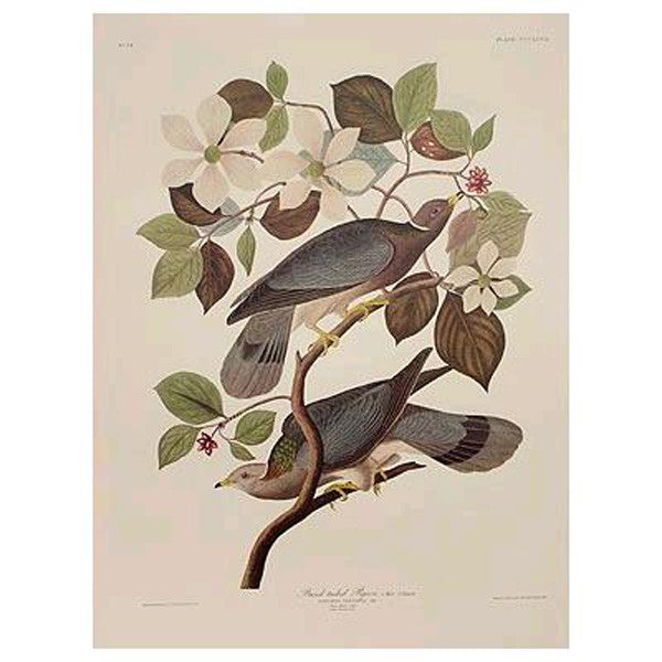 Lepton Bird Press University Princeton | Birdscapes 1-6巻セット 語学・辞書・学習参考書