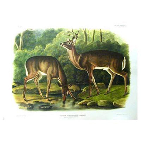 Common Virginian Deer Princeton Print - New-York Historical Society Museum Store