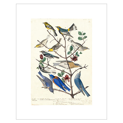Audubon Townsend's Warbler Print