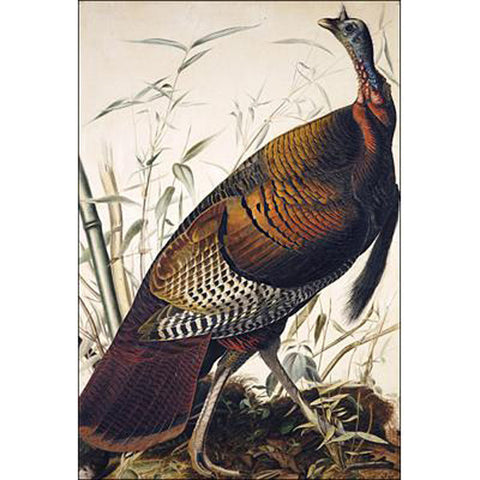 Wild Turkey, Male Oppenheimer Print