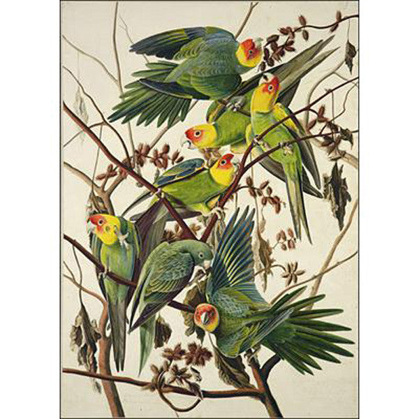 Carolina Parrot Oppenheimer Print