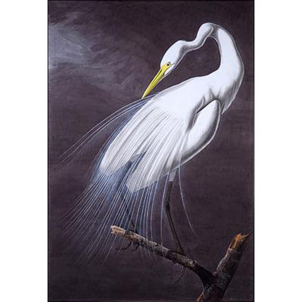 Great Egret (plate 30) Oppenheimer Print