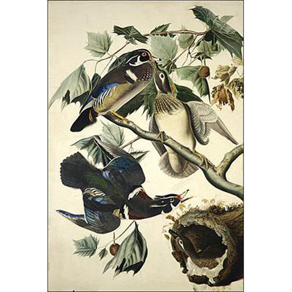 Summer or Wood Duck Oppenheimer Print