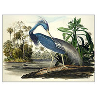 Louisiana Heron Oppenheimer Print