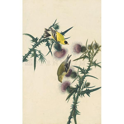 American Goldfinch Oppenheimer Print - New-York Historical Society Museum Store