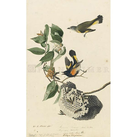 American Redstart Oppenheimer Print - New-York Historical Society Museum Store