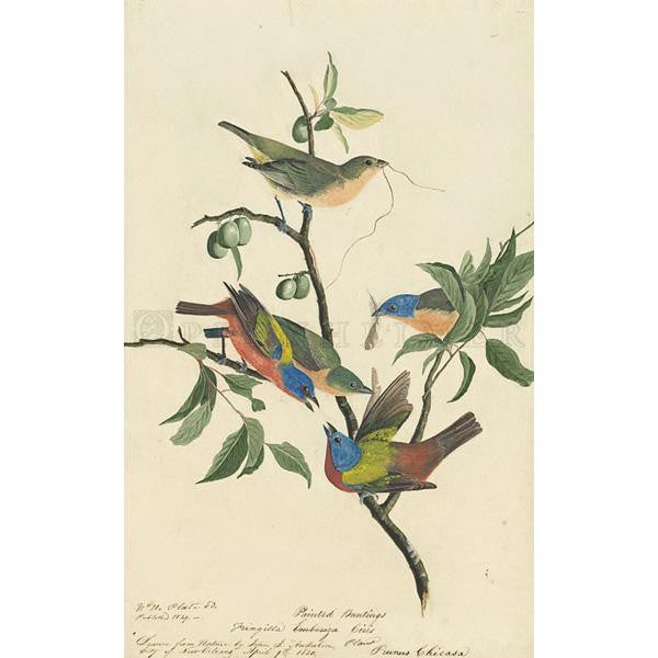 Painted Bunting Oppenheimer Print