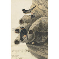 Republican or Cliff Swallow Oppenheimer Print