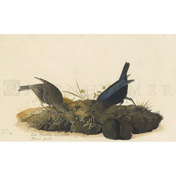 Cow Bunting Oppenheimer Print