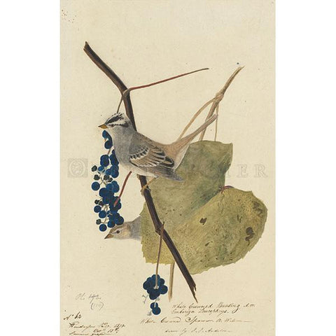White-crowned Sparrow Oppenheimer Print