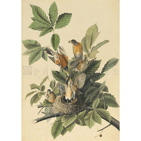 American Robin plate 131 Oppenheimer Print - New-York Historical Society Museum Store