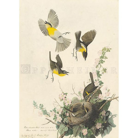 Yellow-breasted Chat Oppenheimer Print