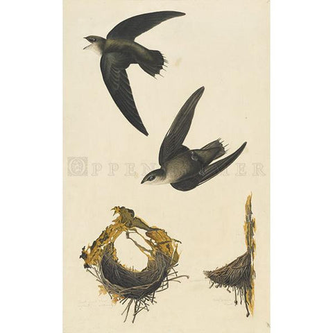American Swift Oppenheimer Print - New-York Historical Society Museum Store