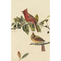 Cardinal Grosbeak Oppenheimer Print - New-York Historical Society Museum Store