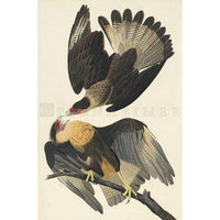 Brasilian Caracara Eagle Oppenheimer Print - New-York Historical Society Museum Store