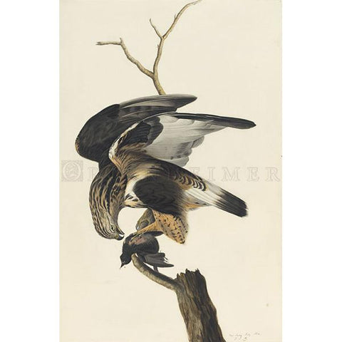 Rough-legged Falcon Oppenheimer Print