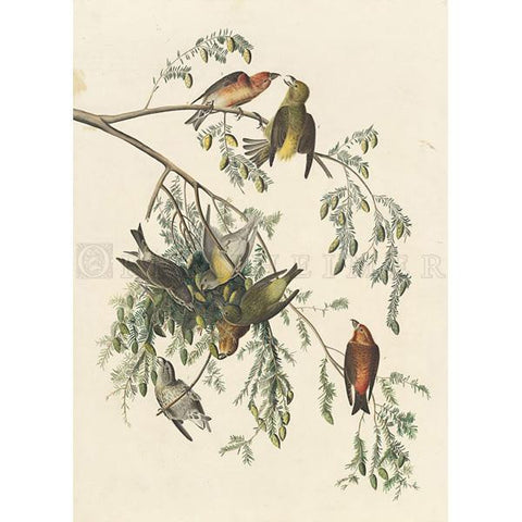 American Crossbill Oppenheimer Print - New-York Historical Society Museum Store