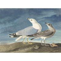 Common Gull Oppenheimer Print - New-York Historical Society Museum Store
