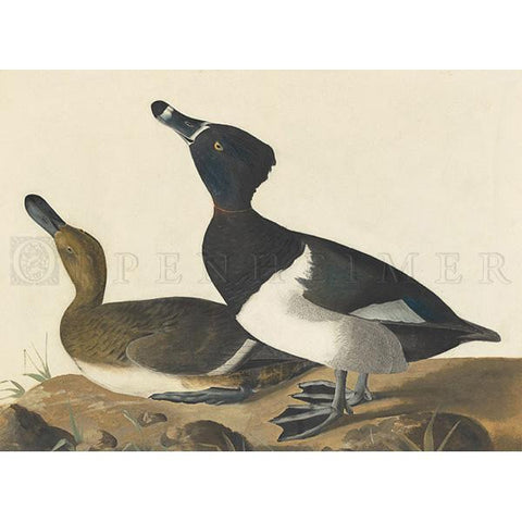 Tufted Duck Oppenheimer Print