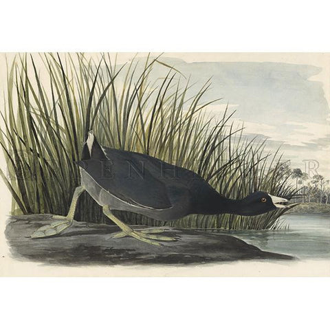 American Coot Oppenheimer Print - New-York Historical Society Museum Store