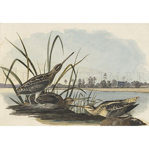 American Snipe Oppenheimer Print - New-York Historical Society Museum Store