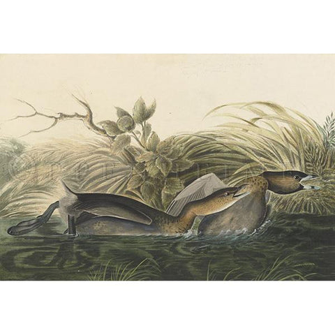 American Pied-bill Dobchick Oppenheimer Print - New-York Historical Society Museum Store