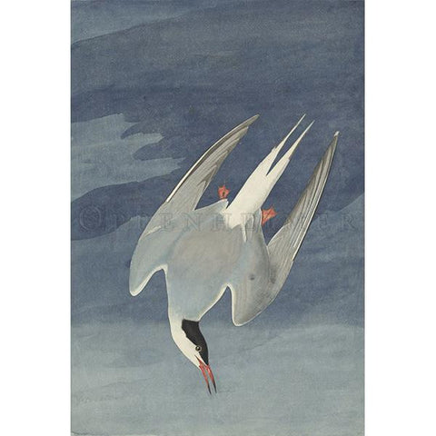 Arctic Tern Oppenheimer Print - New-York Historical Society Museum Store