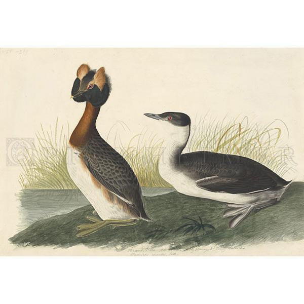 オクシモロン　アウフヘーベン Horned Grebe Oppenheimer Print