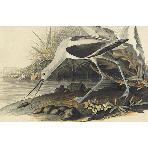 American Avocet Oppenheimer Print - New-York Historical Society Museum Store