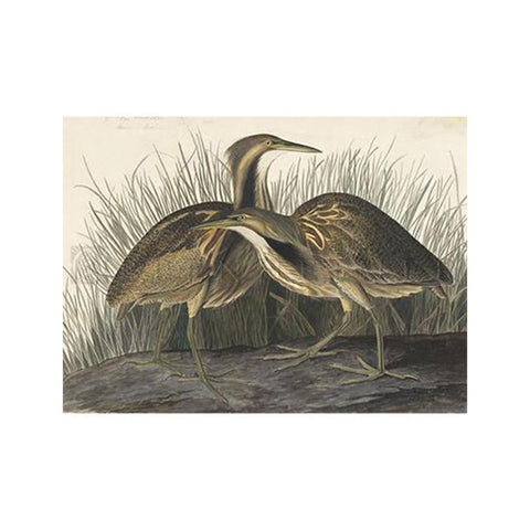 American Bittern Oppenheimer Print - New-York Historical Society Museum Store