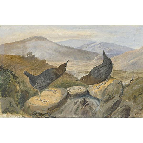 American Water Ouzel Oppenheimer Print - New-York Historical Society Museum Store