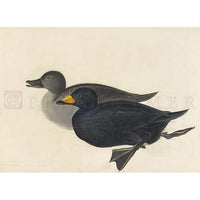 American Scoter Duck Oppenheimer Print - New-York Historical Society Museum Store