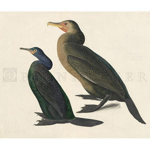 Townsend's Cormorant and Violet Green Cormorant Oppenheimer Print