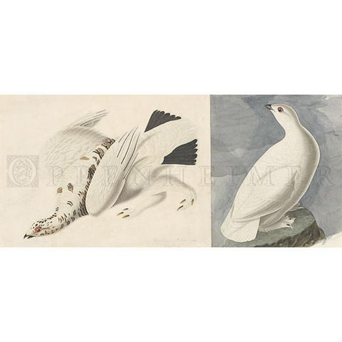 American Ptarmigan Oppenheimer Print - New-York Historical Society Museum Store