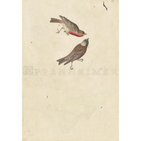 Crimson-fronted Finch and Grey-crowned Rosy Finch Oppenheimer Print - New-York Historical Society Museum Store