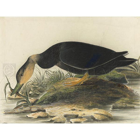 American Black Duck Oppenheimer Print - New-York Historical Society Museum Store