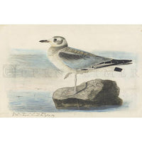 Bonaparte's Gull Oppenheimer Print - New-York Historical Society Museum Store