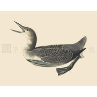 Arctic Loon Oppenheimer Print - New-York Historical Society Museum Store
