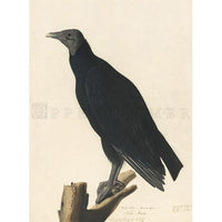 Black Vulture (plate 23) Oppenheimer Print - New-York Historical Society Museum Store