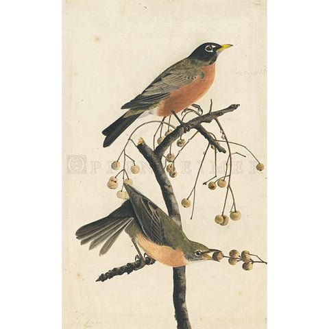 American Robin plate 9 Oppenheimer Print - New-York Historical Society Museum Store