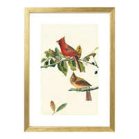 Northern Cardinal Framed Print