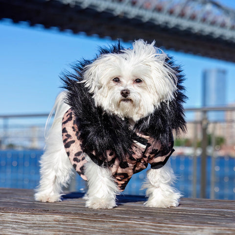 Perla Pet Jacket