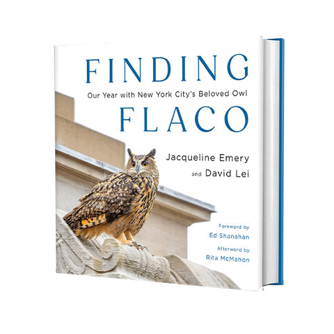 Finding Flaco: Our Year with New York City’s Beloved Owl