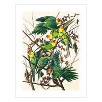 John James Audubon Carolina Parakeet Print