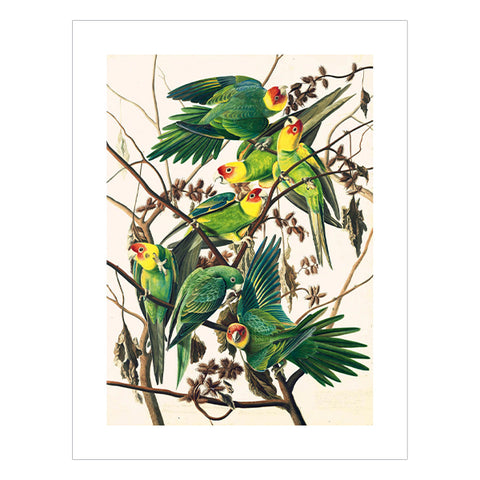 John James Audubon Carolina Parakeet Print