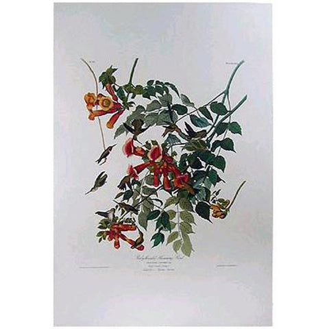 Ruby-Throated Hummingbird Princeton Print