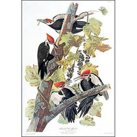 Pileated Woodpecker Princeton Print