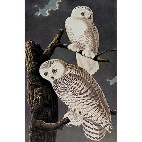 Snowy Owl Princeton Print